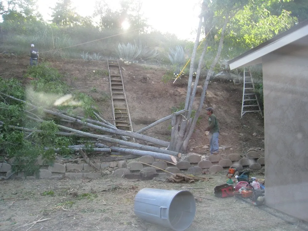 Expert yard cleanup service in Rancho santa Fe, CA - Leonel's Tree Service And Landscaping