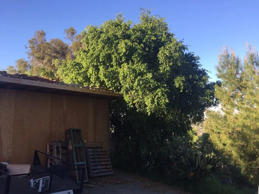 Reliable yard maintenance experts serving Rancho santa Fe, CA - Leonel's Tree Service And Landscaping