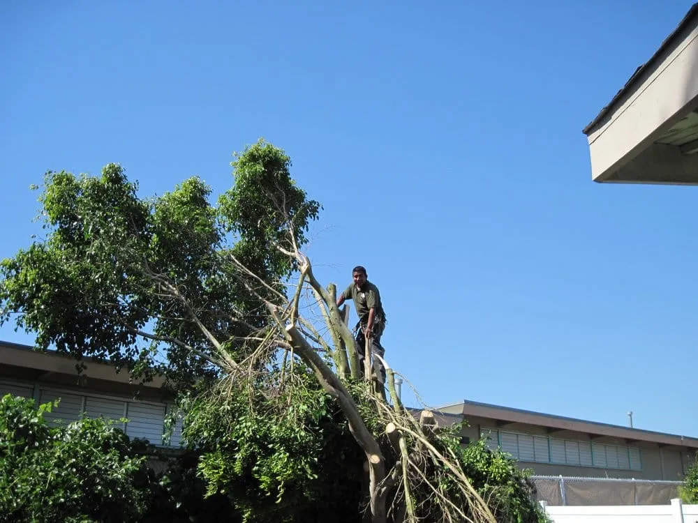 Top-rated residential landscaping with custom design across Rancho santa Fe, CA - Leonel's Tree Service And Landscaping