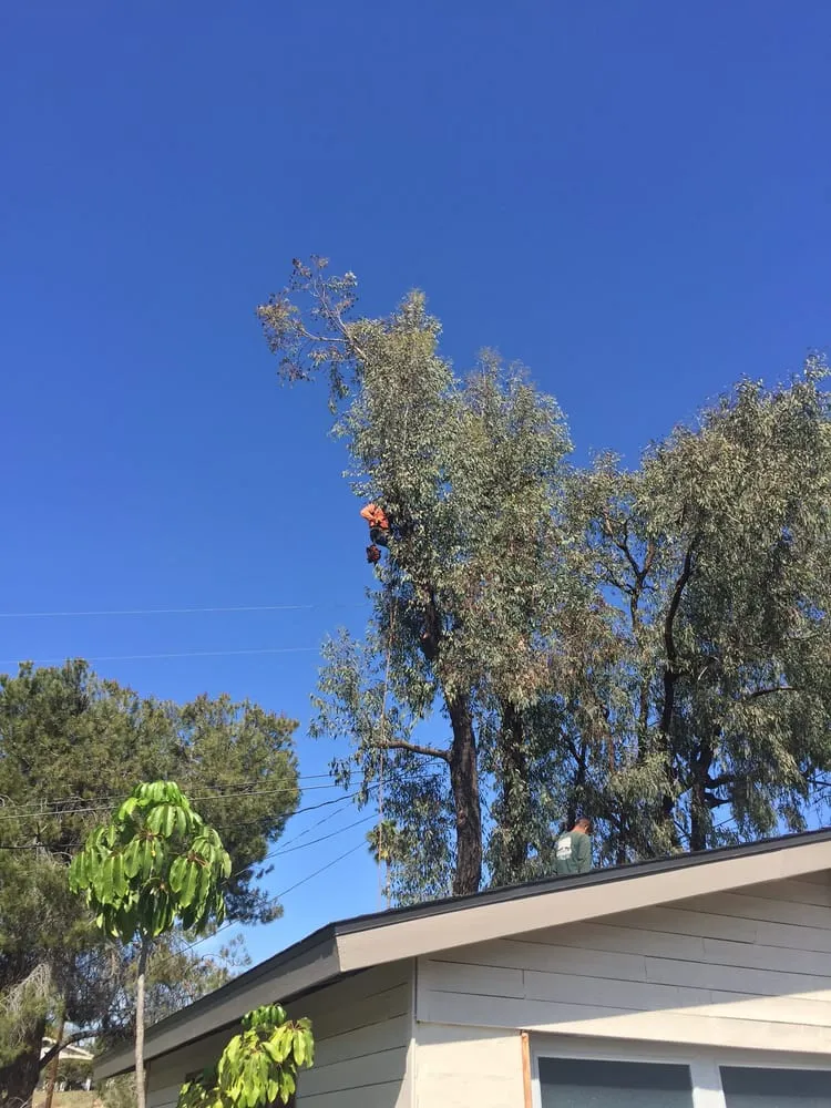 Custom yard cleanup service in Rancho santa Fe, CA - Leonel's Tree Service And Landscaping