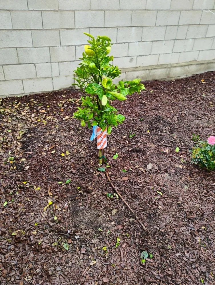 Trusted outdoor landscaping with custom design in Fowler, CA by Leon's Gardening