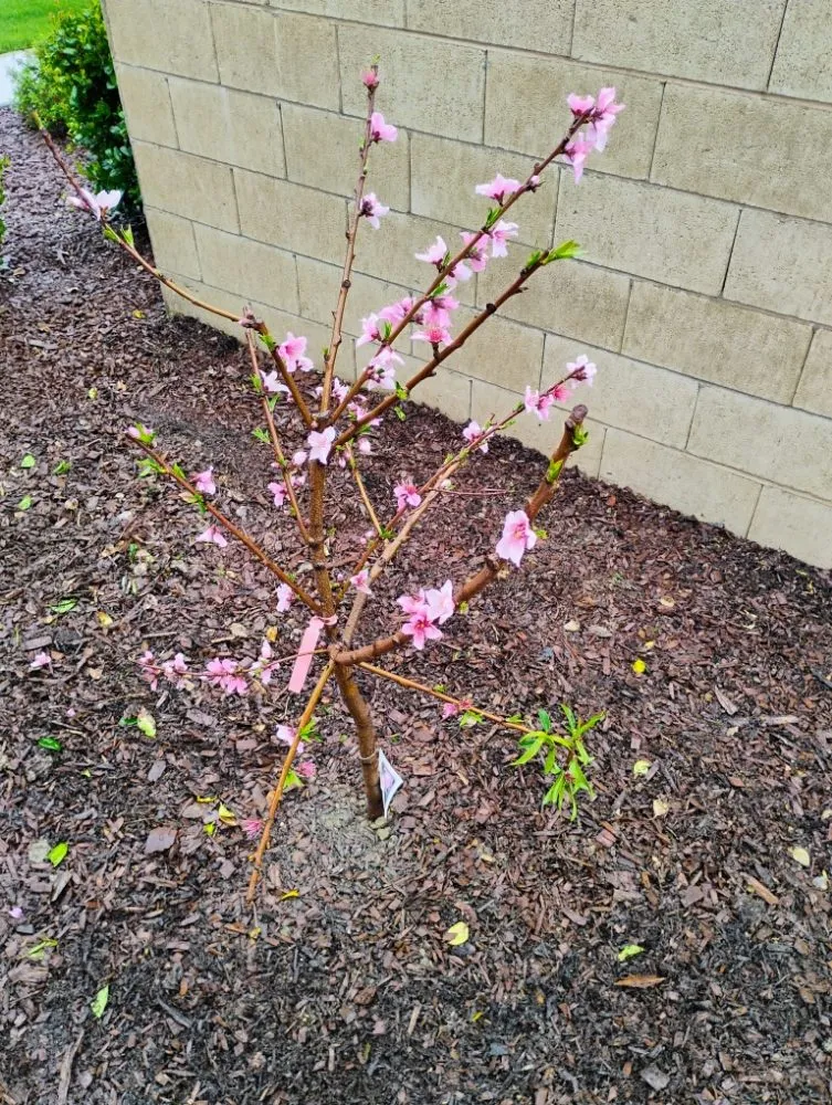 Expert residential landscaping in Fowler, CA - Leon's Gardening