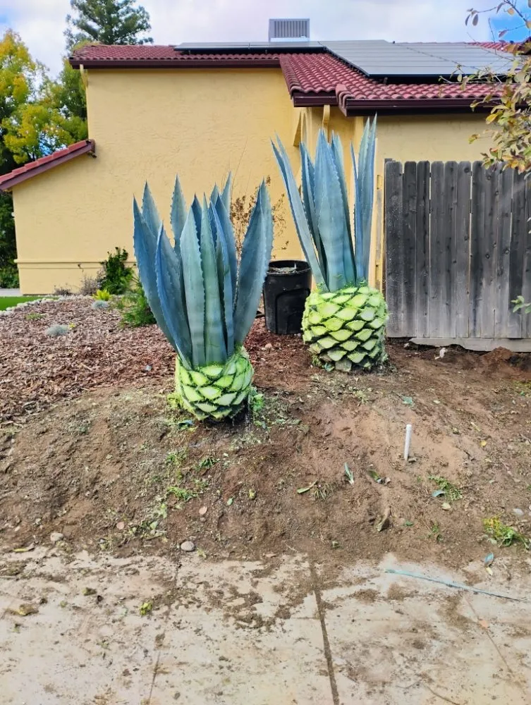 Top-rated landscape design experts serving Fowler, CA - Leon's Gardening