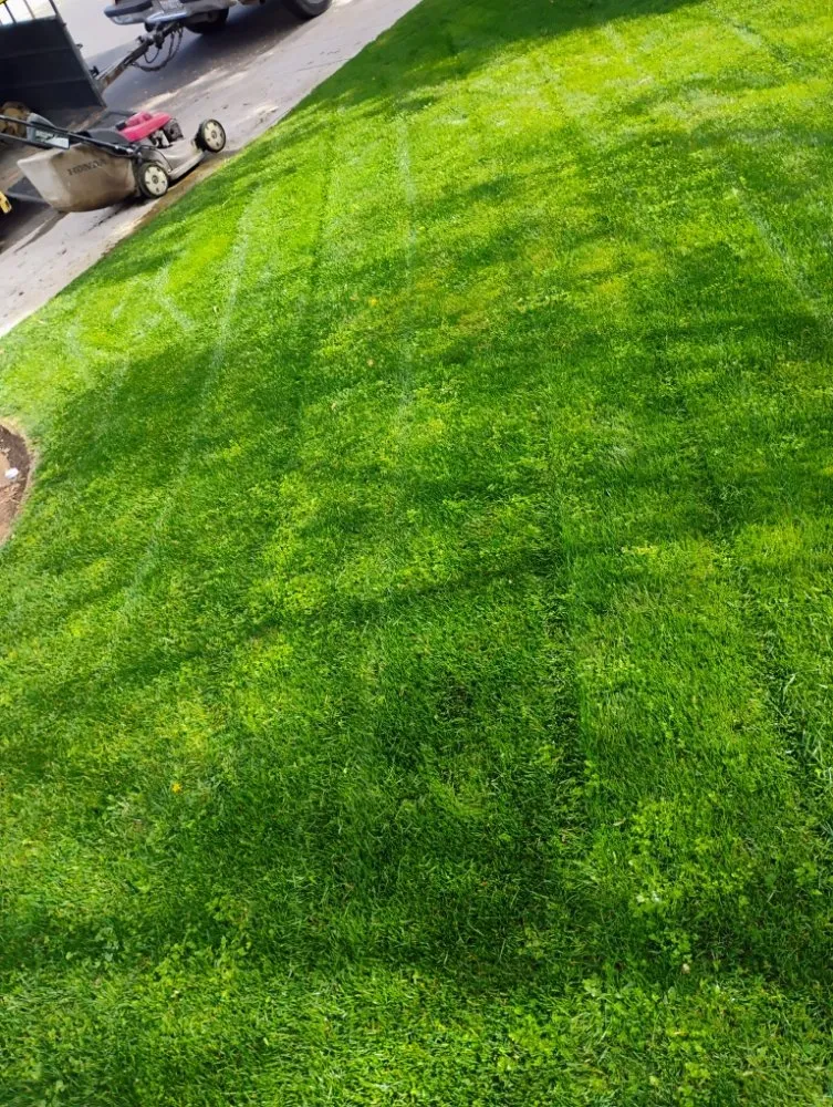 Professional garden landscaping in Fowler, CA by Leon's Gardening