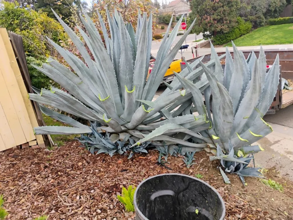 Affordable yard cleanup service in Fowler, CA by Leon's Gardening