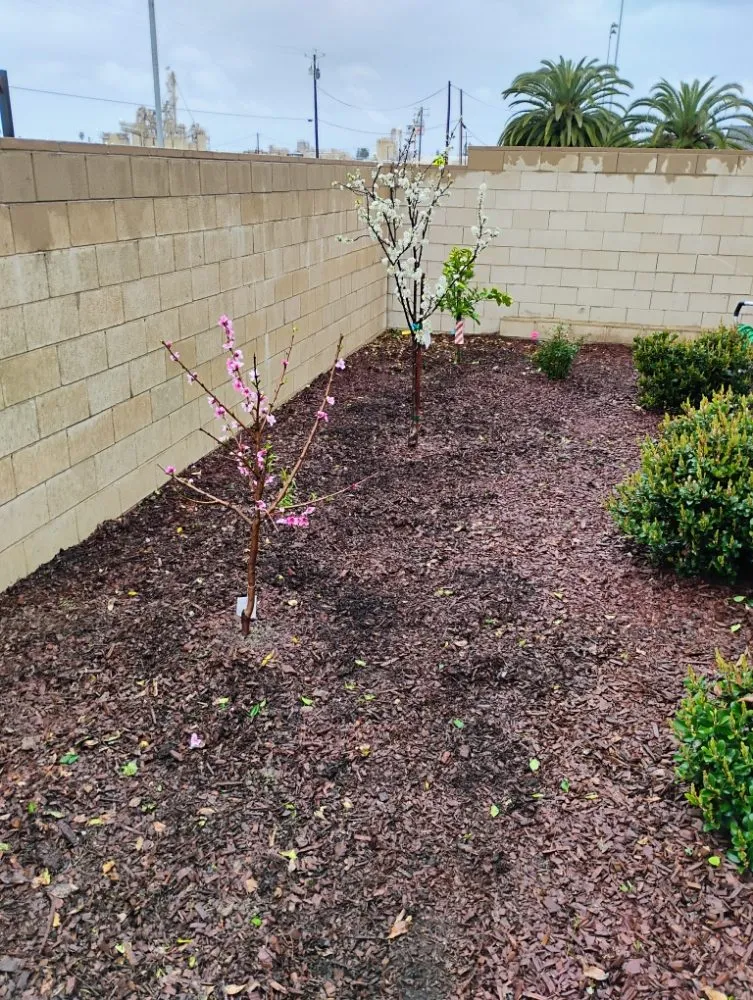 Expert landscaping services for beautiful yards in Fowler, CA by Leon's Gardening