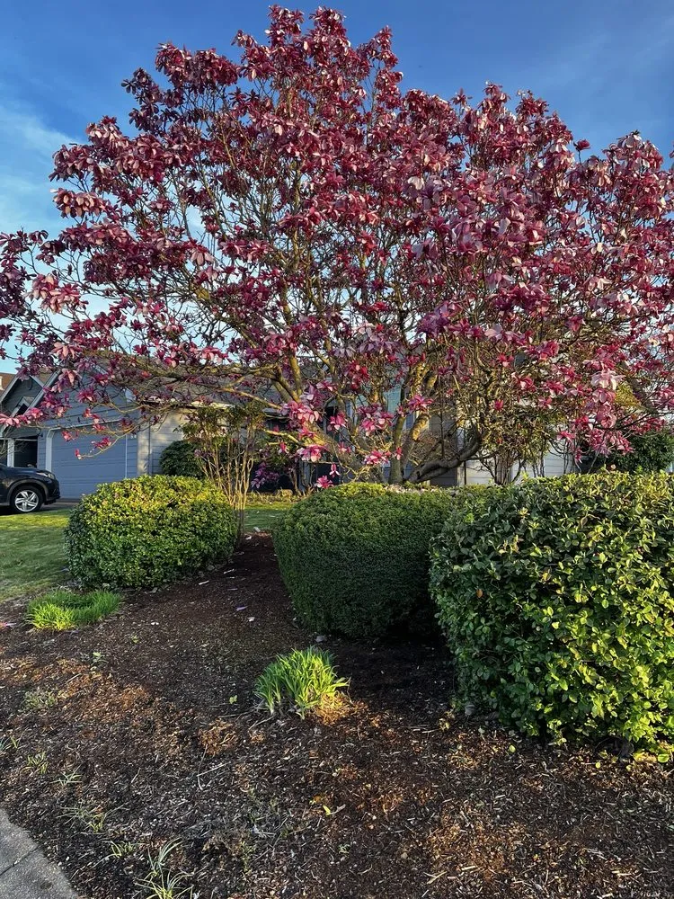 Affordable lawn care service experts serving Portland, OR - Leons Landscape