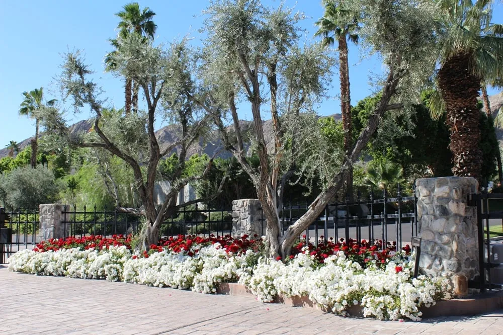 Affordable landscaping services in Indio, CA - Leon's Landscaping & Tree Service