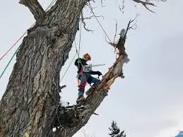 Affordable landscaping services in Deltona, FL by Leon's Landscaping Services