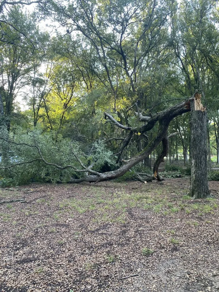 Professional lawn mowing service for beautiful yards in Springtown, TX by Leon's Tree Service