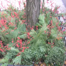 Top-rated landscaping services experts serving New York, NY - Leopold Productions