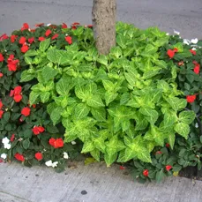 Trusted landscaping services experts serving New York, NY - Leopold Productions