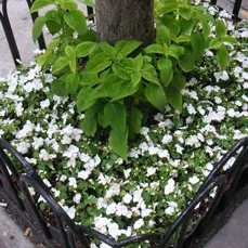 Professional yard cleanup service for residential properties across New York, NY - Leopold Productions