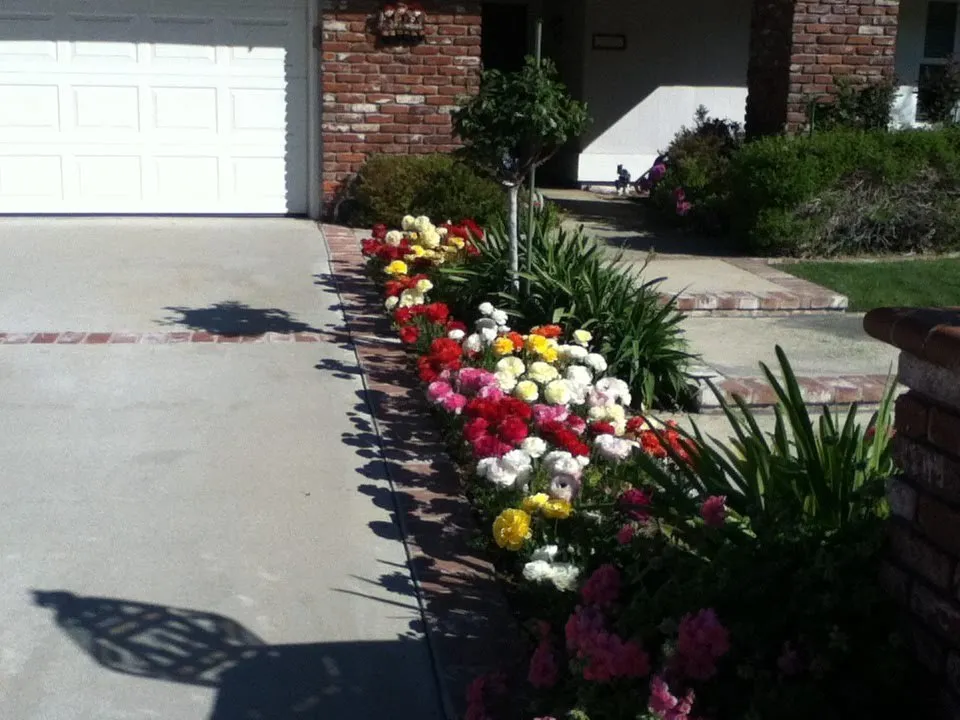 Custom yard maintenance for year-round maintenance in Placentia, CA by Leo's Gardening