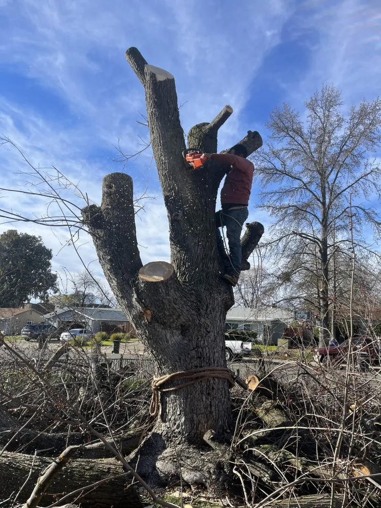 Custom landscaping services for outdoor upgrades in Roseville, CA by Leo’s Landscape Development and Lawn Maintenance