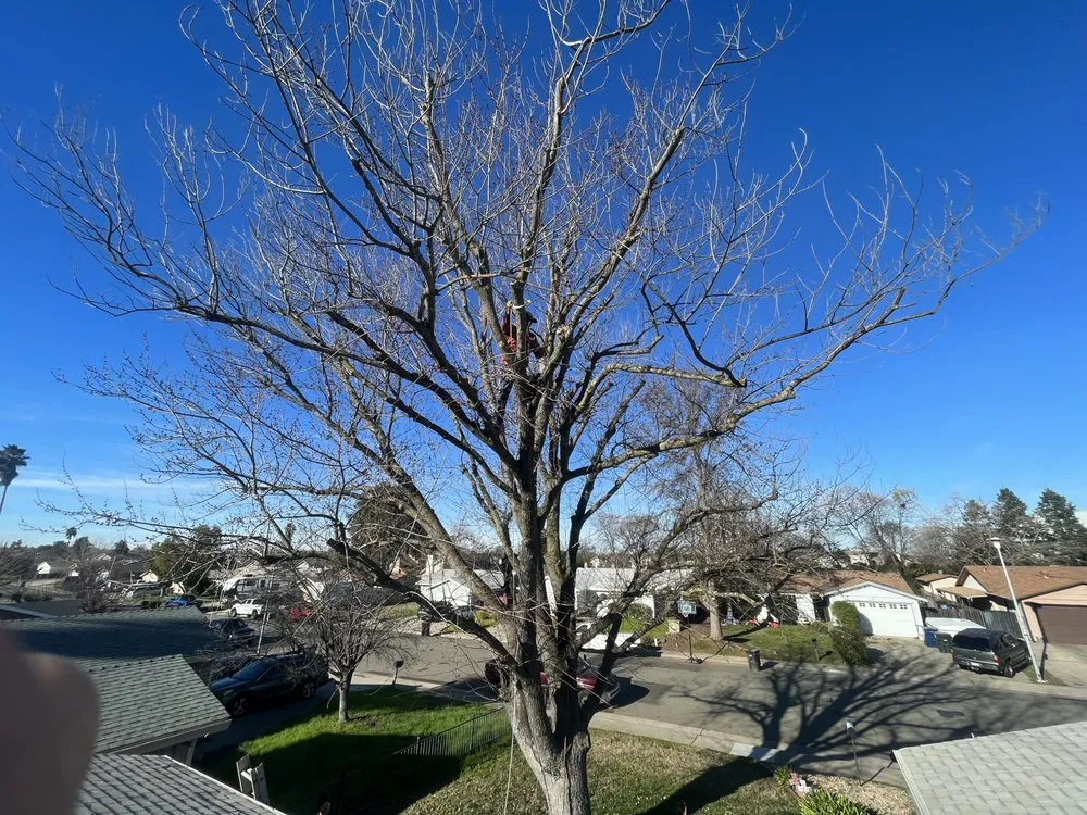 Top-rated landscape design experts serving Roseville, CA - Leo’s Landscape Development and Lawn Maintenance