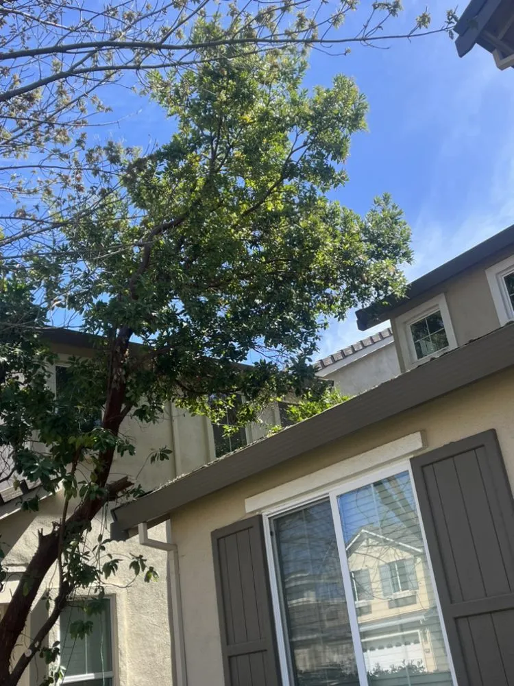 Expert landscape installation for beautiful yards across Roseville, CA - Leo’s Landscape Development