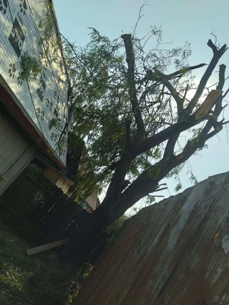 Custom yard cleanup service in Merced, CA by Leos Landscaping & Stump Grinding Services