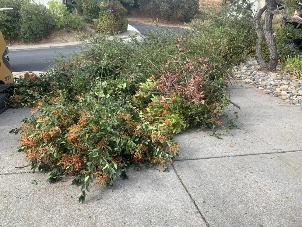 Expert yard maintenance in Antioch, CA - Leo’s Landscaping