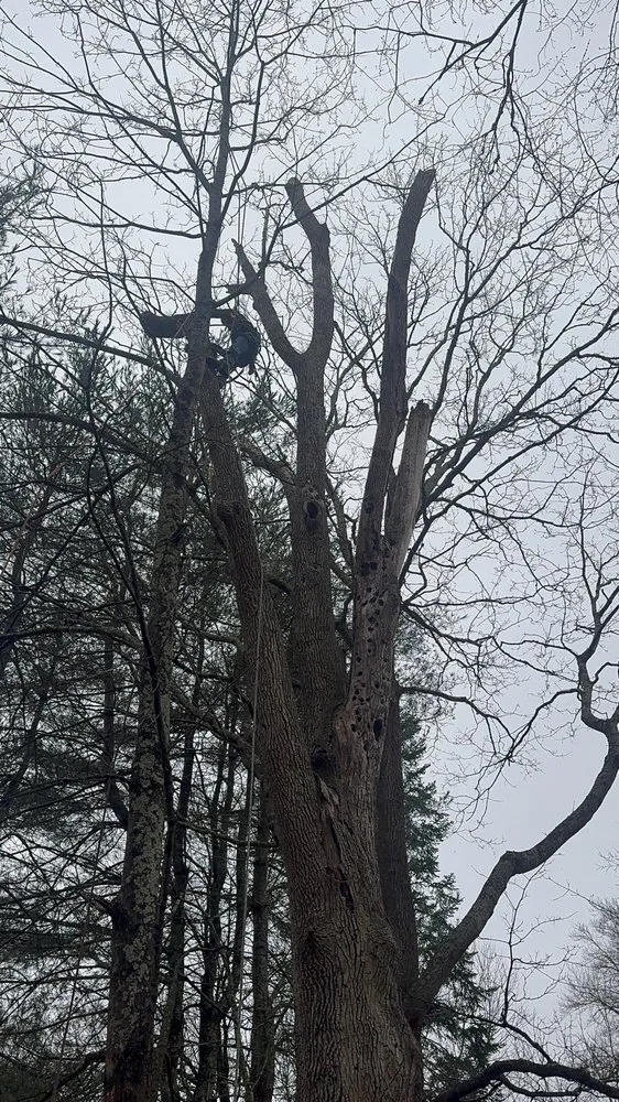 Reliable residential landscaping in Bedford Hills, NY by Leo's Tree and Lawn Service