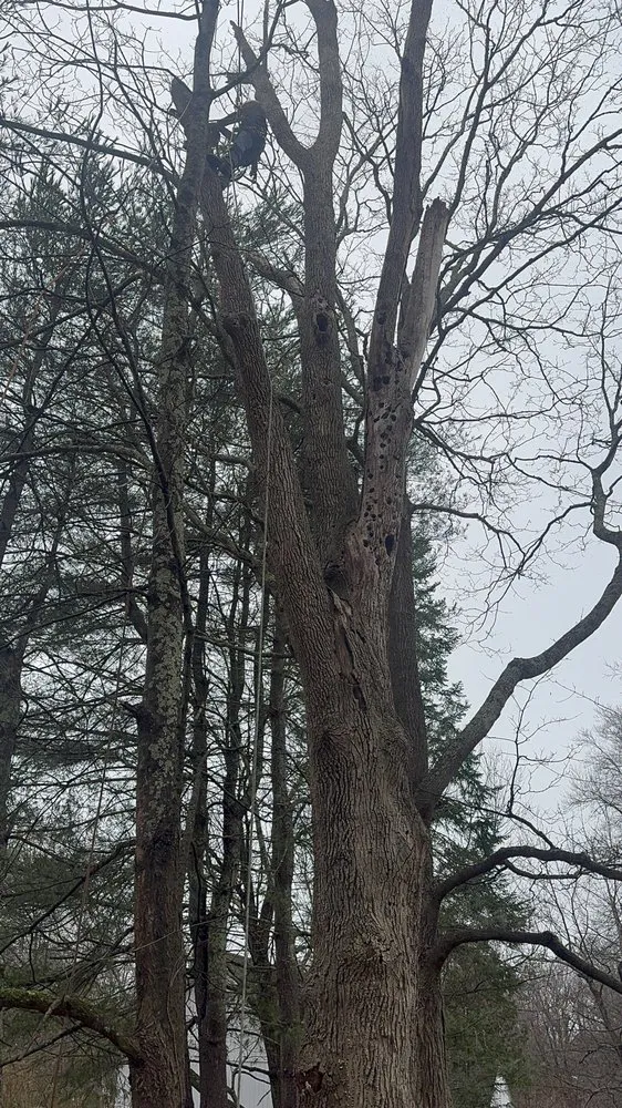 Reliable yard cleanup service near you across Bedford Hills, NY - Leo's Tree and Lawn Service