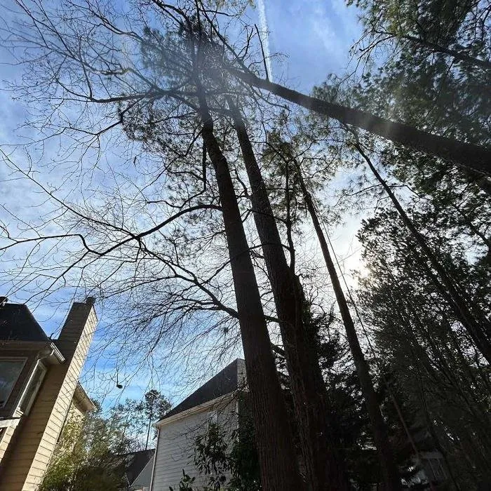 Custom outdoor landscaping in Marietta, GA - Leo's Tree Service