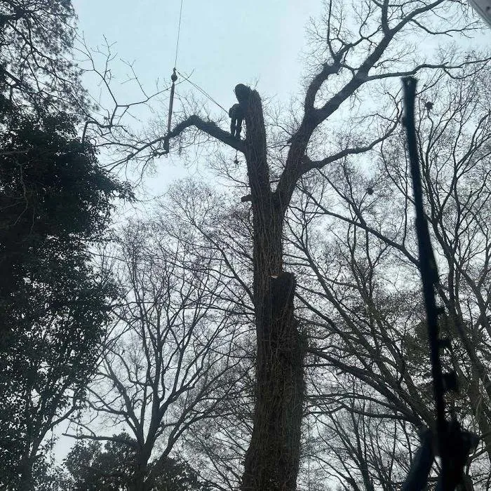 Trusted landscaping services experts serving Marietta, GA - Leo's Tree Service