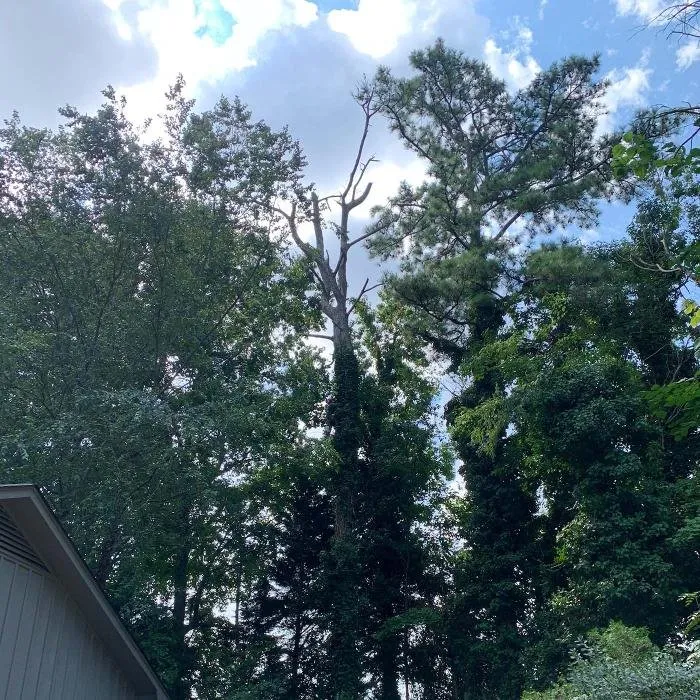 Professional outdoor landscaping for homes in Marietta, GA by Leo's Tree Service