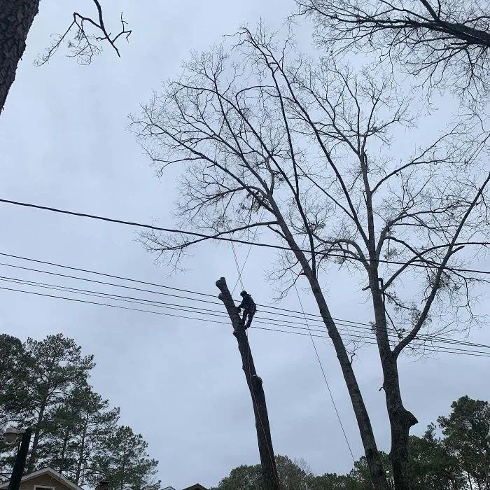 Reliable landscape design in Marietta, GA by Leo's Tree Service