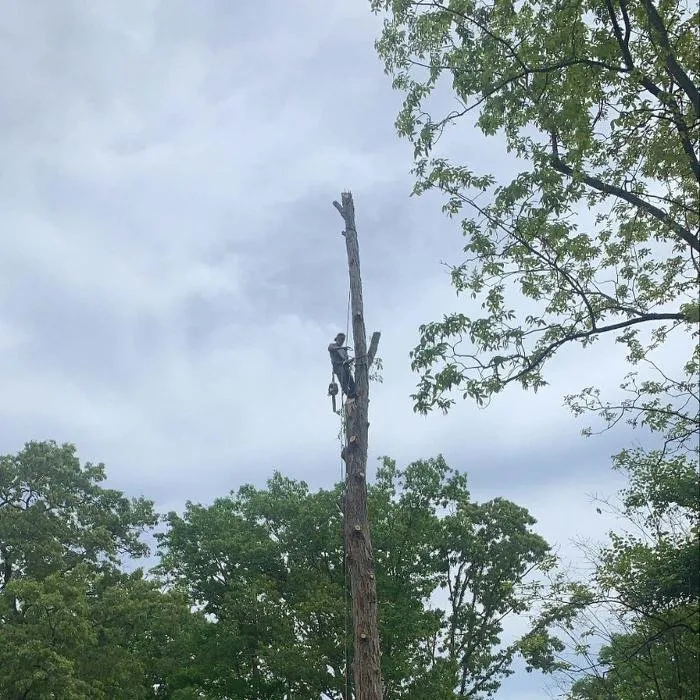 Trusted lawn care service for residential properties across Marietta, GA - Leo's Tree Service