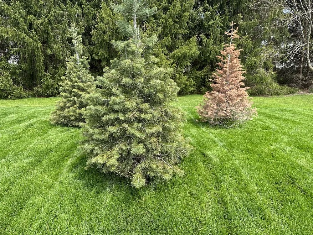 Expert yard cleanup service experts serving Brighton, MI - Leppek Landscaping