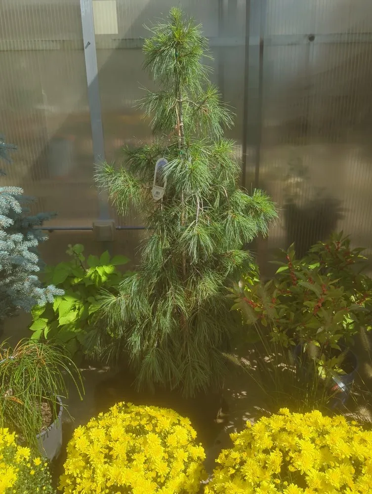 Custom landscape installation for outdoor upgrades across Brighton, MI - Leppek Nursery & Garden Center