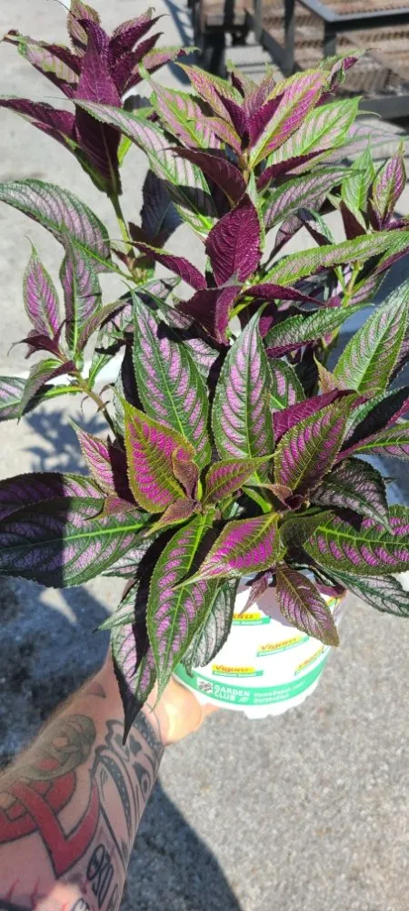 Trusted landscape installation in Chattanooga, TN - Leprechaun Landscaping