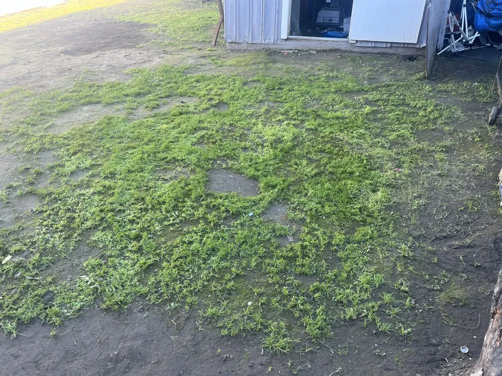 Local lawn mowing service in Los Angeles, CA by Leprechaun Services