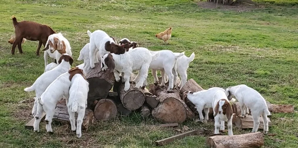 Reliable yard cleanup service for homes in Cheney, WA by Leshay Goat Rental