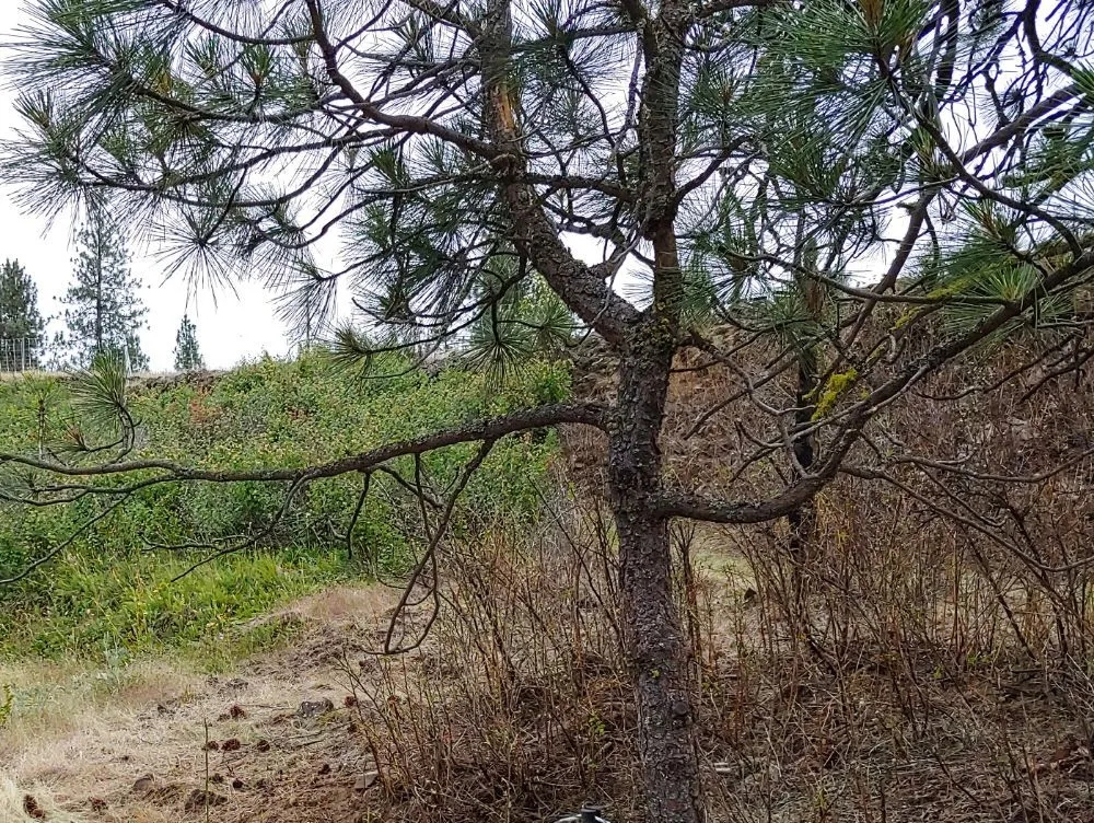 Expert landscape design for homes in Cheney, WA by Leshay Goat Rental