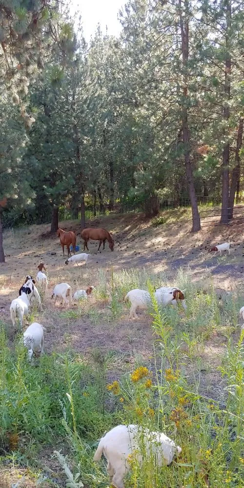 Professional landscape installation experts serving Cheney, WA - Leshay Goat Rental
