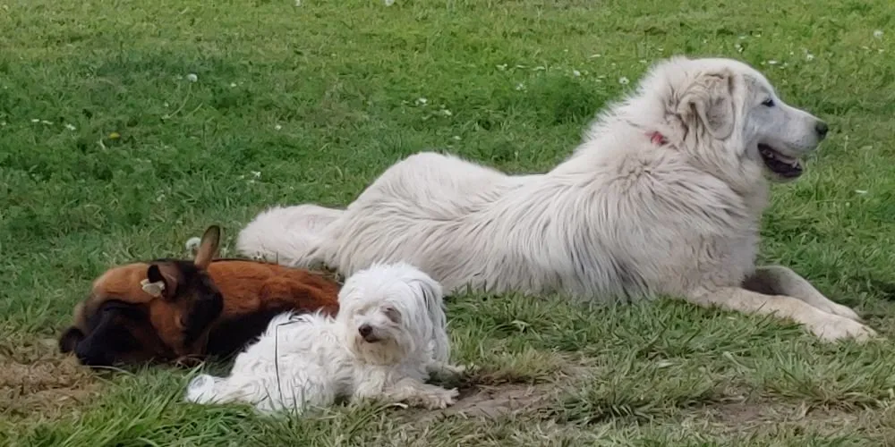 Reliable yard maintenance experts serving Cheney, WA - Leshay Goat Rental