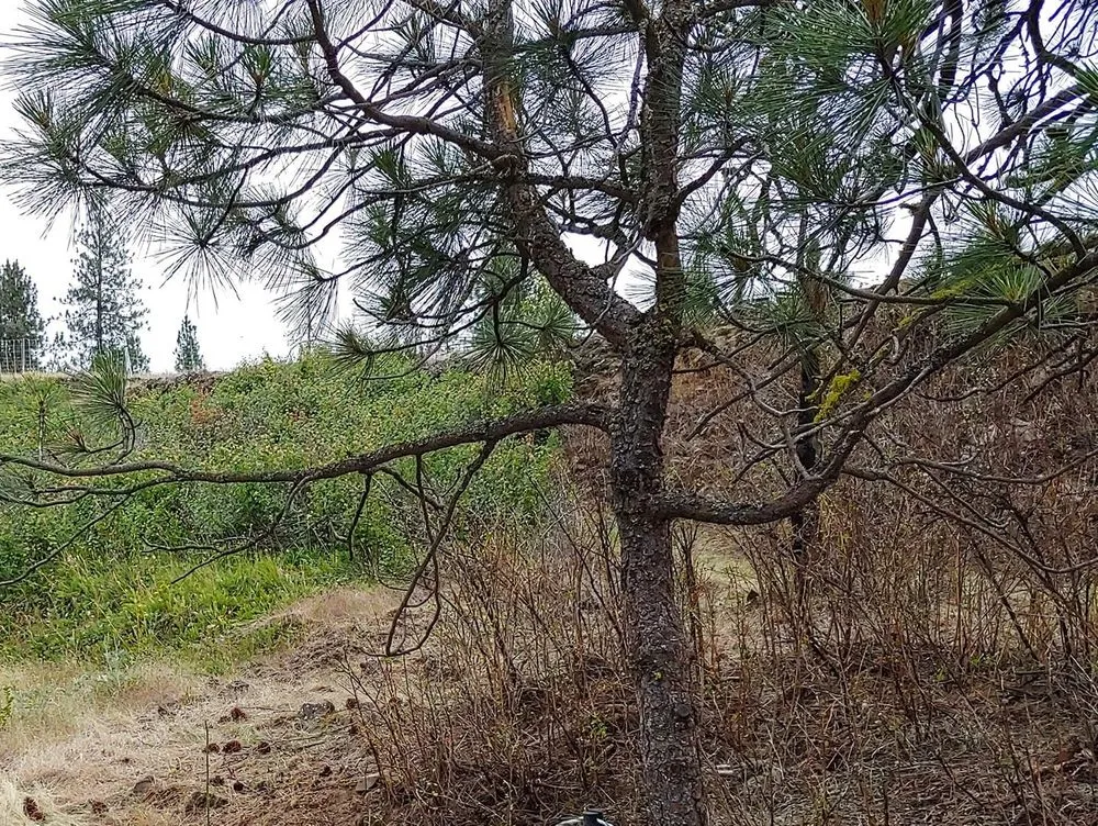 Expert lawn care service in Cheney, WA - Leshay Goat Rental