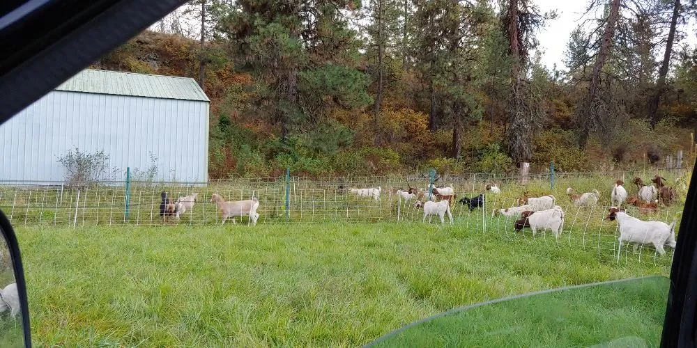 Local yard maintenance in Cheney, WA by Leshay Goat Rental