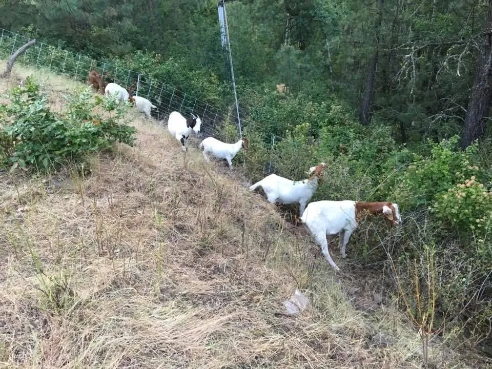 Custom landscaping services for year-round maintenance in Cheney, WA by Leshay Goat Rental
