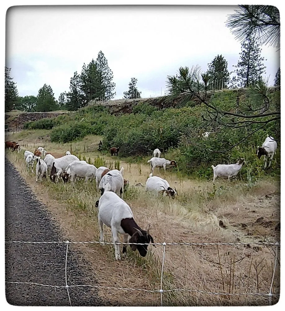 Trusted yard cleanup service experts serving Cheney, WA - Leshay Goat Rental