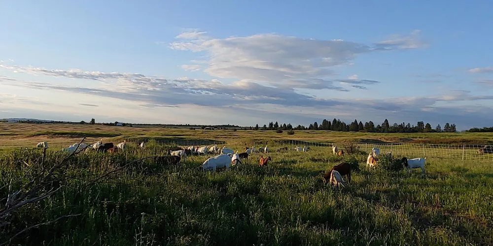 Professional landscape installation experts serving Cheney, WA - Leshay Goat Rental