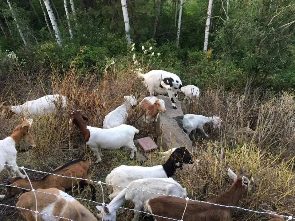 Trusted landscape installation in Cheney, WA - Leshay Goat Rental