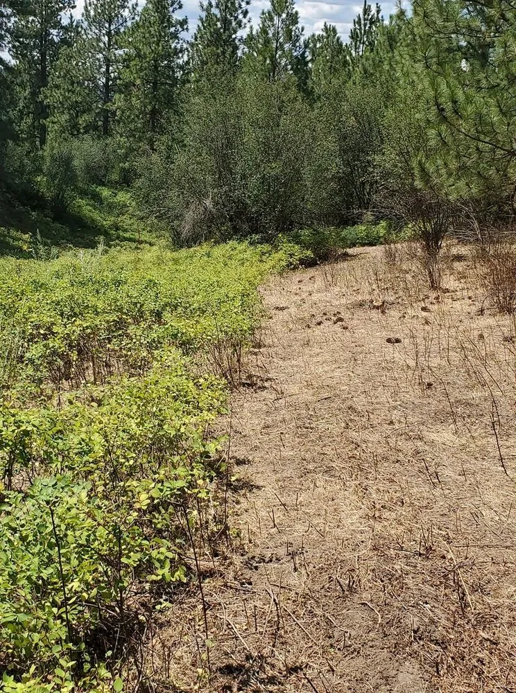 Affordable garden landscaping in Cheney, WA by Leshay Goat Rental