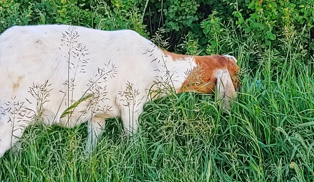 Professional garden landscaping in Cheney, WA - Leshay Goat Rental