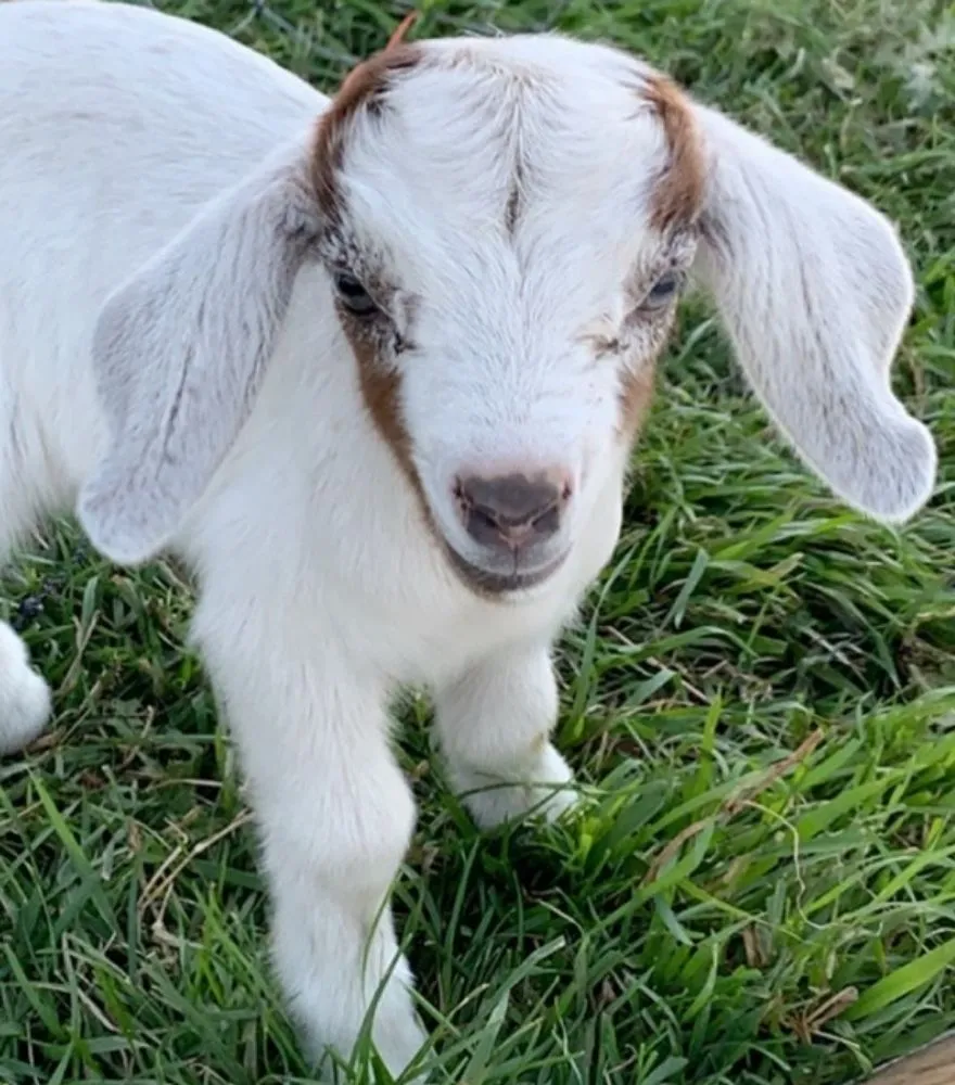 Professional garden landscaping in Cheney, WA by Leshay Goat Rental