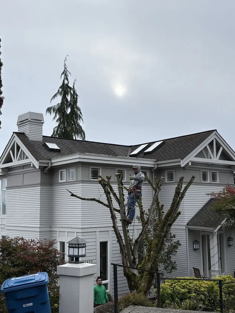 Professional yard cleanup service in Renton, WA - Lesko Tree Service And Landscape