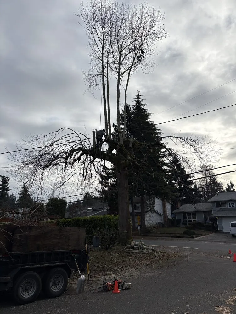 Trusted lawn care service experts serving Renton, WA - Lesko Tree Service And Landscape