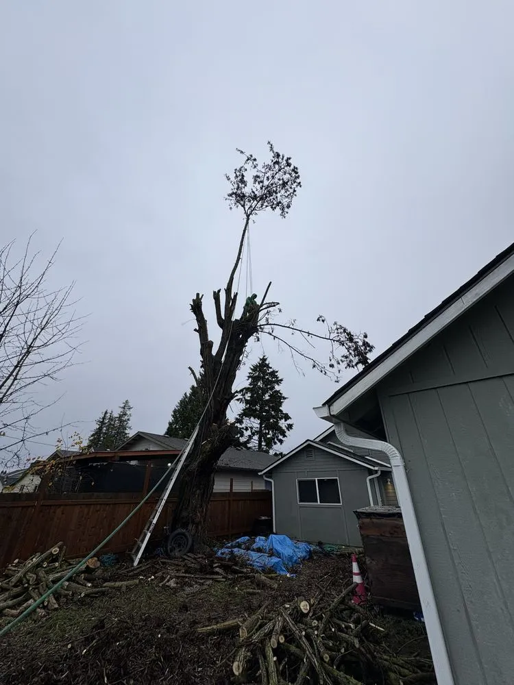 Reliable residential landscaping with custom design in Renton, WA by Lesko Tree Service And Landscape